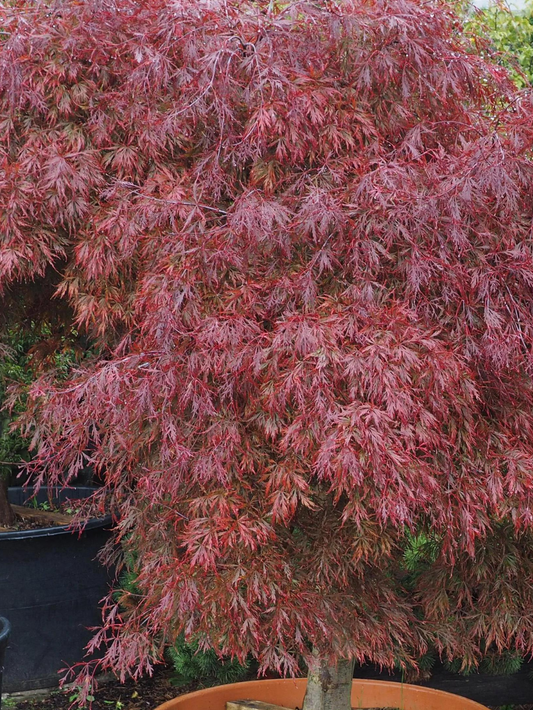 Acer palmatum var. dissectum 'Inaba Shidare' - Weeping Japanese Maple