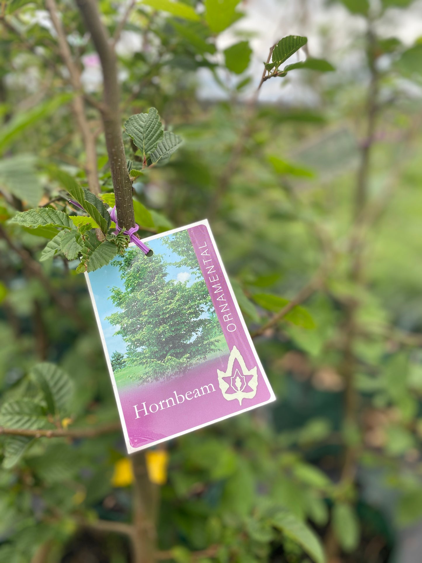 European Hornbeam plant tag
