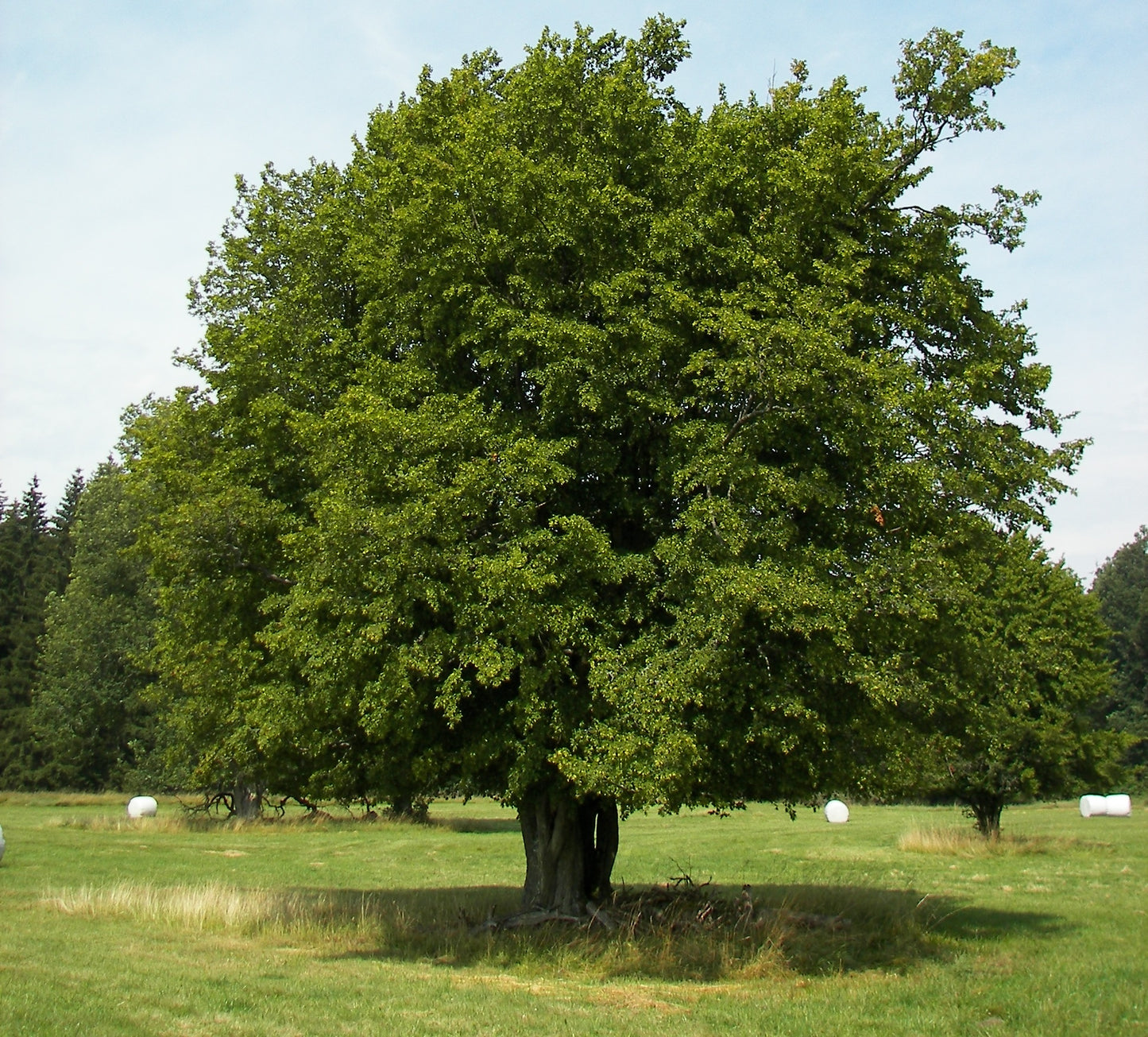 Carpinus betulus - European Hornbeam