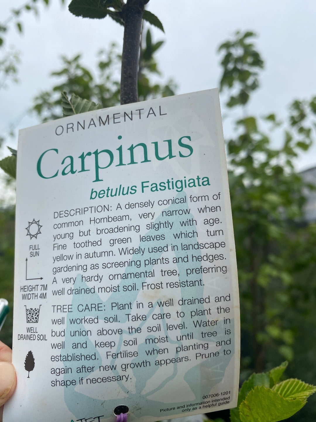 Care abel for carpinus betulus 'fastigata' Upright European Hornbeam
