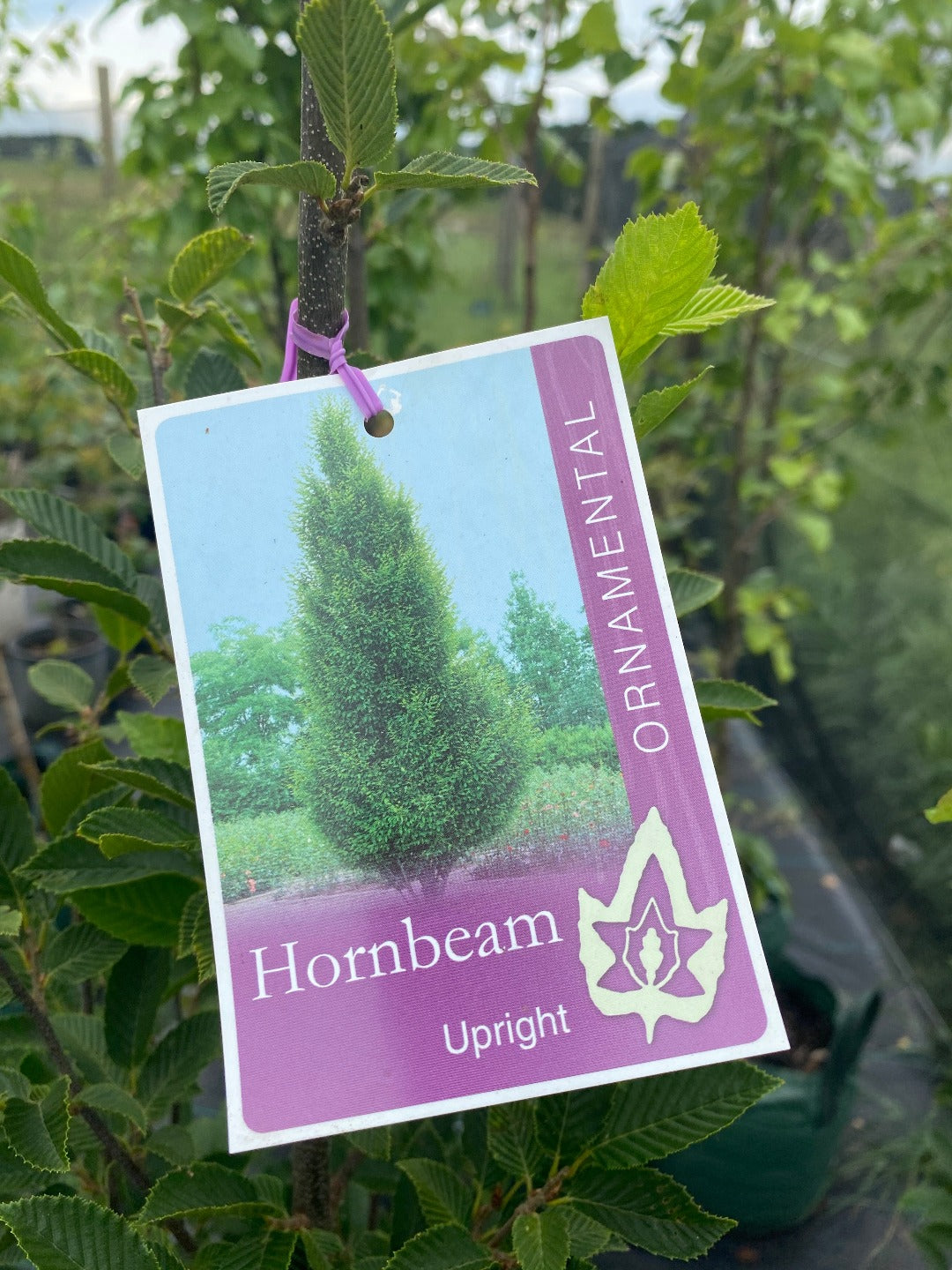 Tree label for carpinus betulus 'fastigata' Upright European Hornbeam