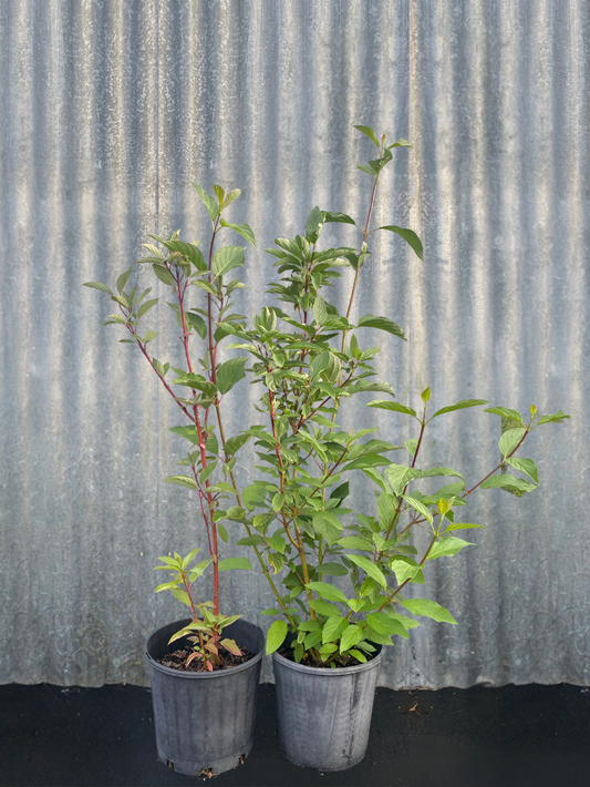 Cornus alba 'Sericea' - Red-stemmed Dogwood in 200mm pots for sale