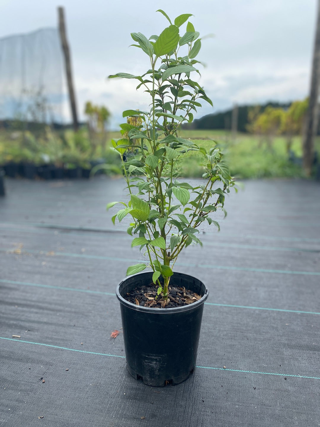 Young Cornus sericea Flaviramea, Yellow stemmed dogwood in 200mm pot