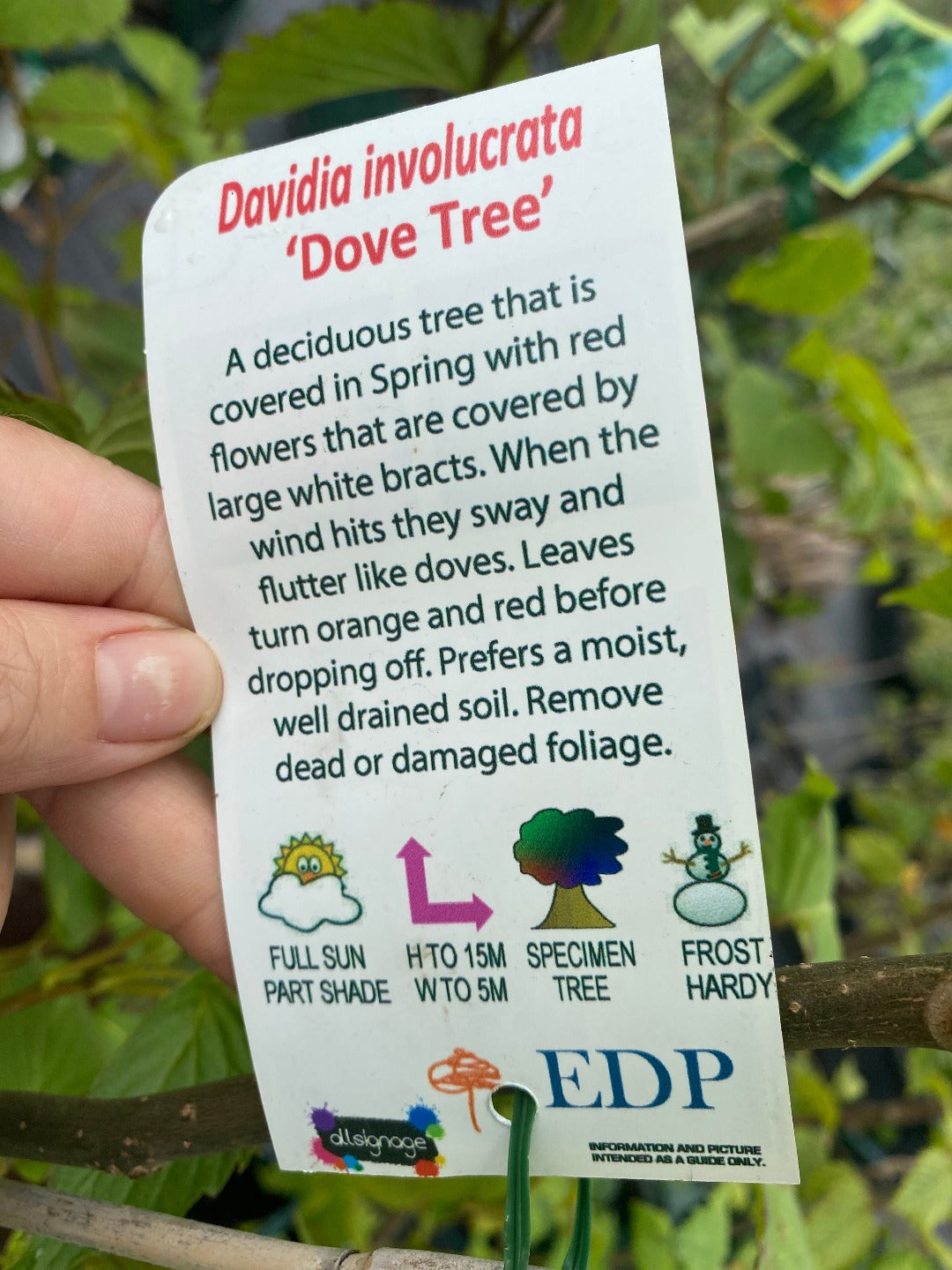 Description label of Davidia involucrata Dove Tree