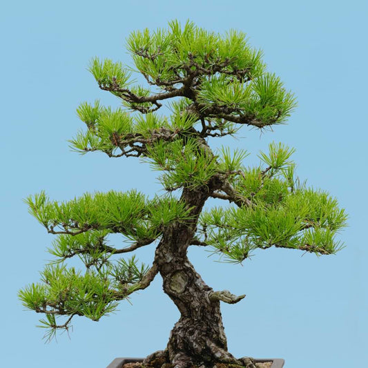 Pinus nigra - Black Pine
