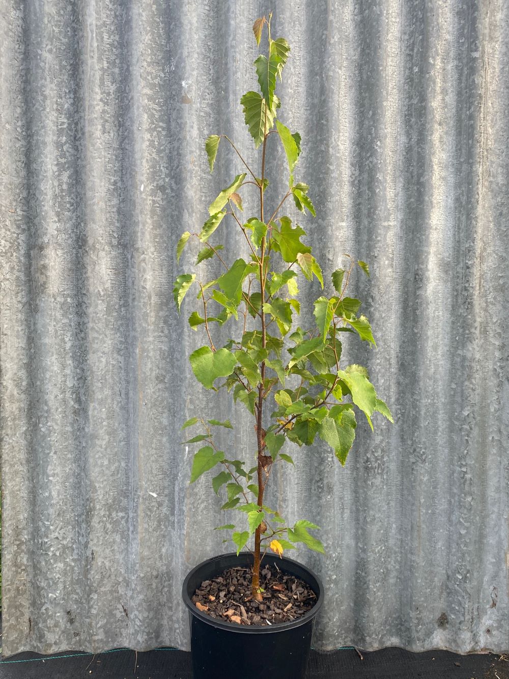 Young Japanese White Birch tree in 200mm pot