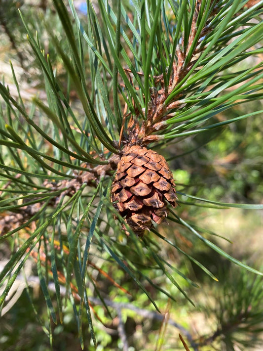 Nut of the Pinus Banksiana