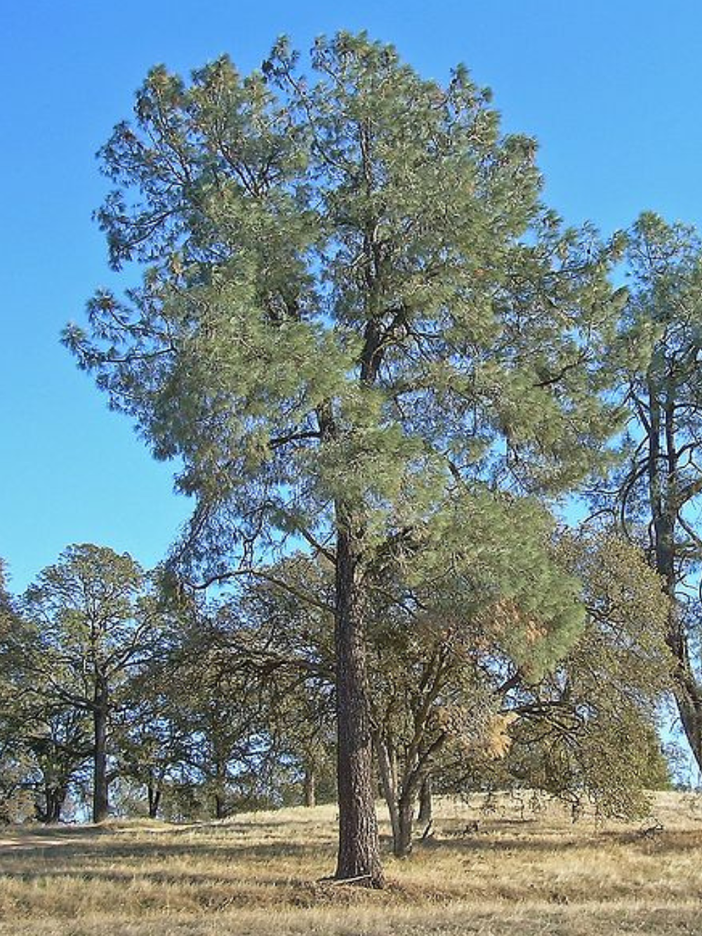 Pinus sabiniana - Californian Foothill Pine 300mm pot