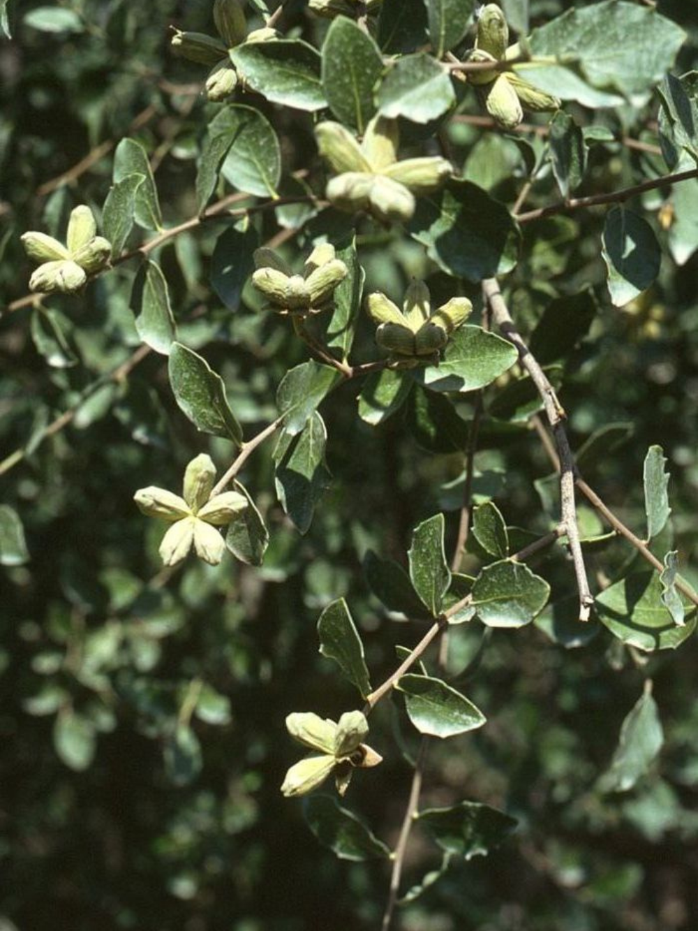 Quillaja saponaria - Chilean Soapbark Tree