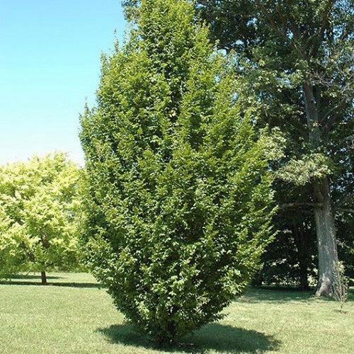 Carpinus betulus 'Fastigiata' - Upright European Hornbeam 25L