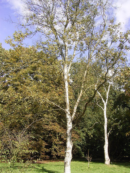 Betula platyphylla - Japanese White Birch