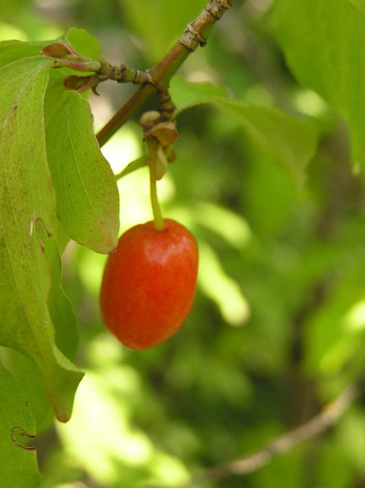 Cornus mas - Cornelian Cherry