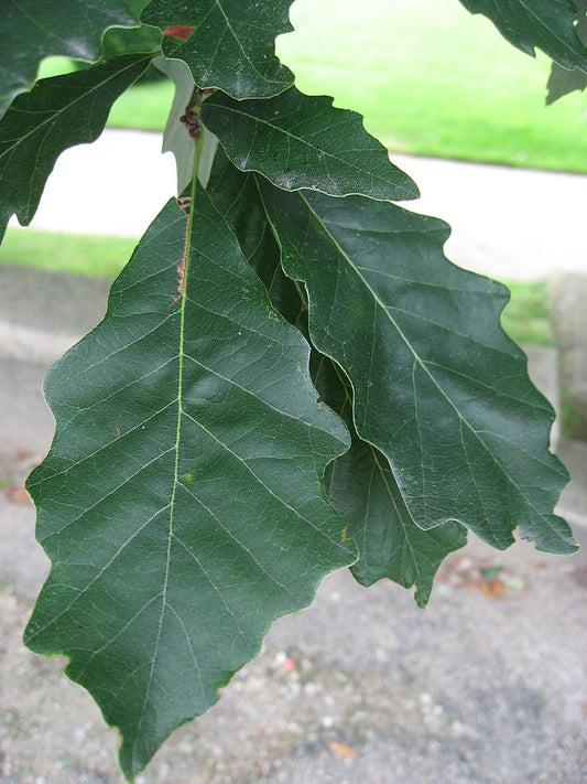 Quercus bicolor - White Swamp Oak
