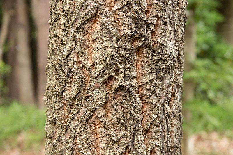 Quercus variabilis - Chinese Cork Oak
