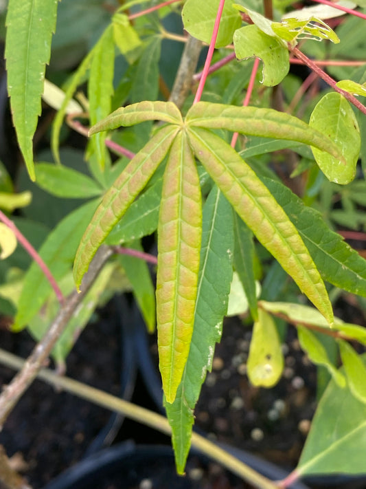 Acer pentaphyllum - Five-lobed Maple