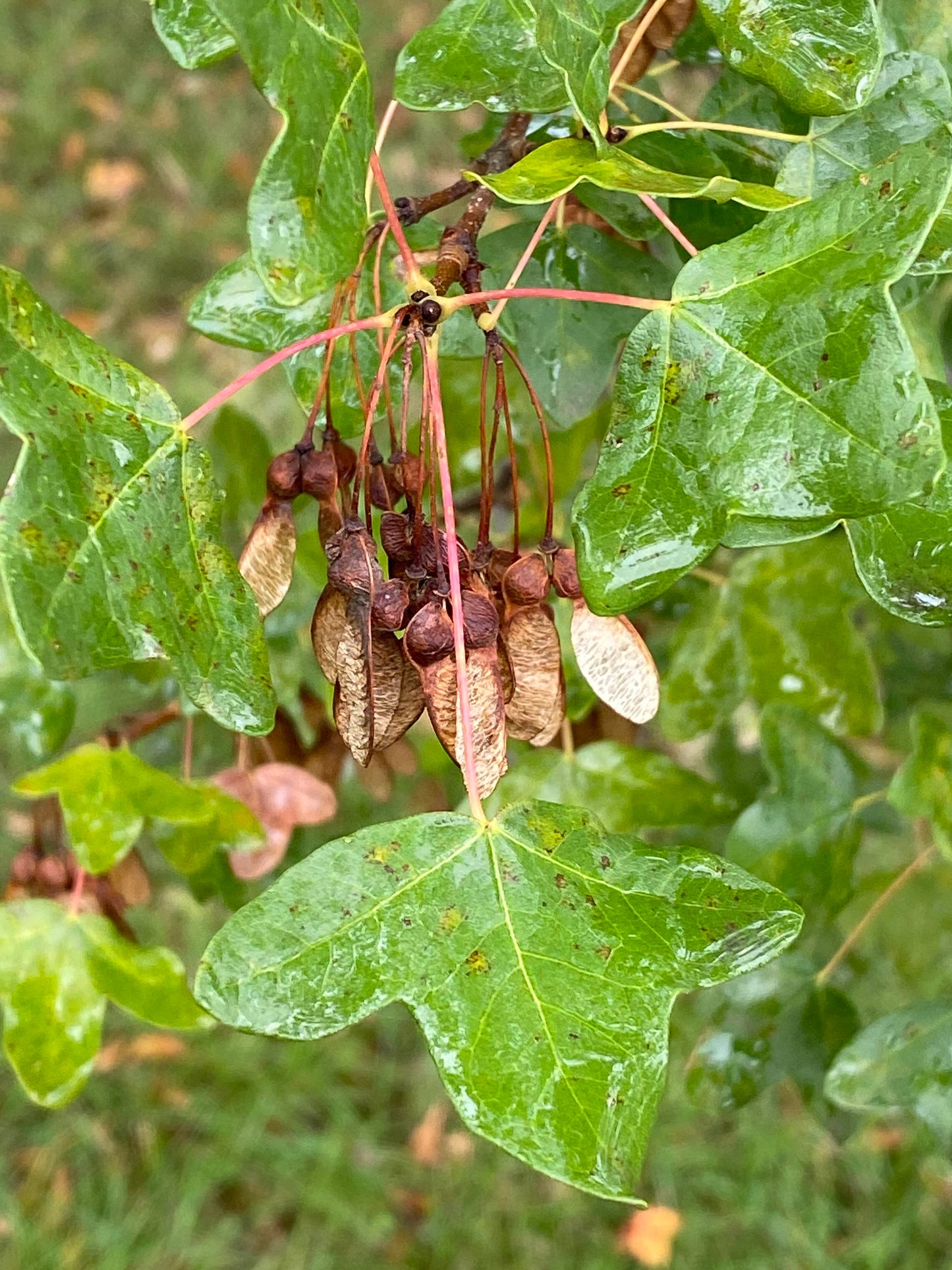 Acer monspessulanum - Montpellier Maple