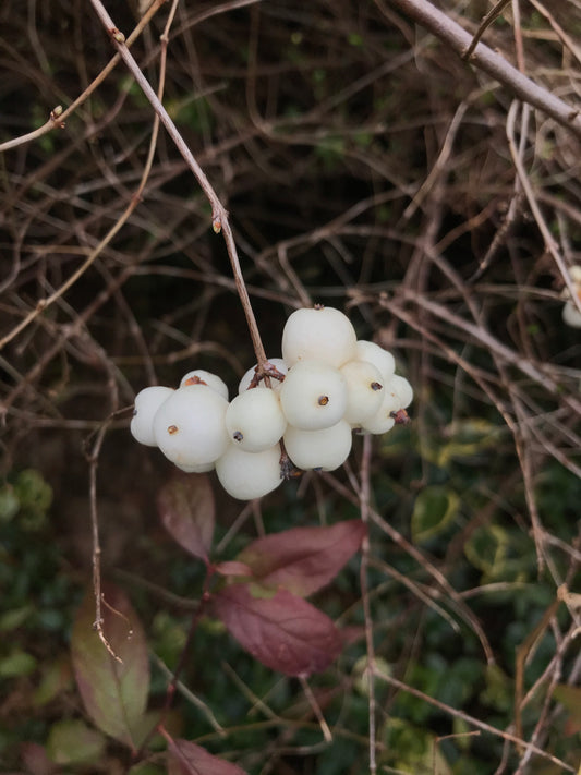 Symphoricarpos albus - Snowberry