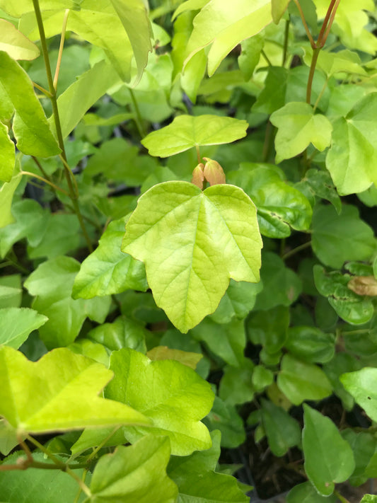 Acer buergerianum var. formosanum - Taiwanese Trident Maple