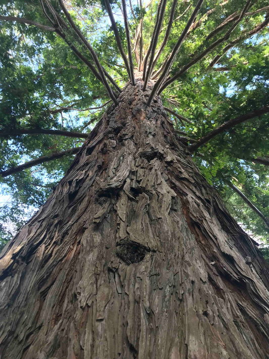 Sequoia sempervirens - Californian Redwood