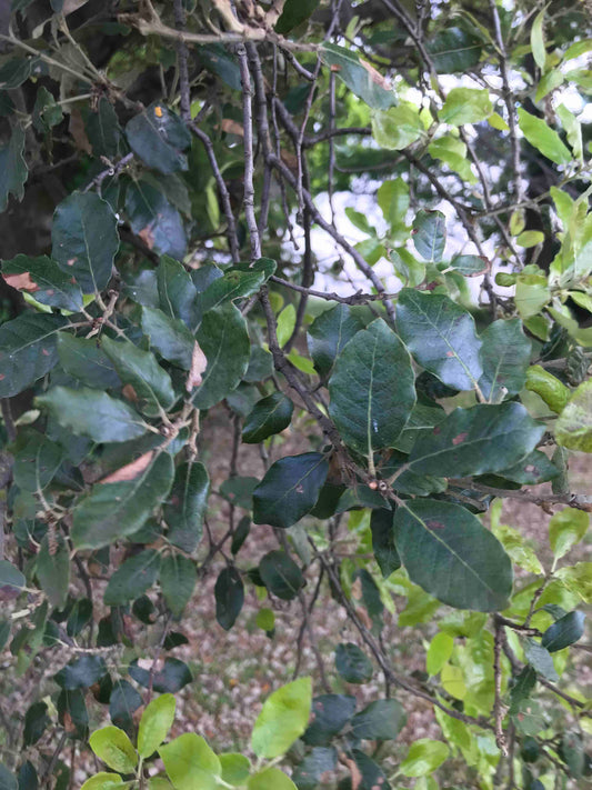 Quercus agrifolia - Coastal Live Oak