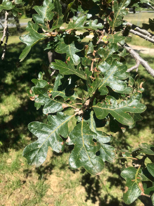 Quercus gambelii - Gambel Oak