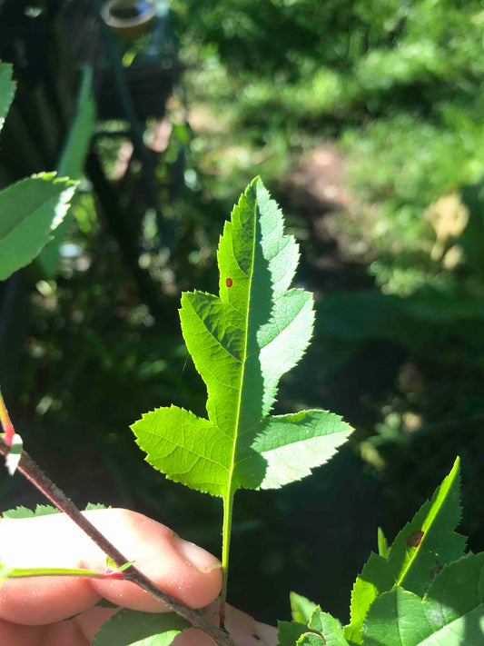 Malus toringoides - Cut-leaf Crabapple