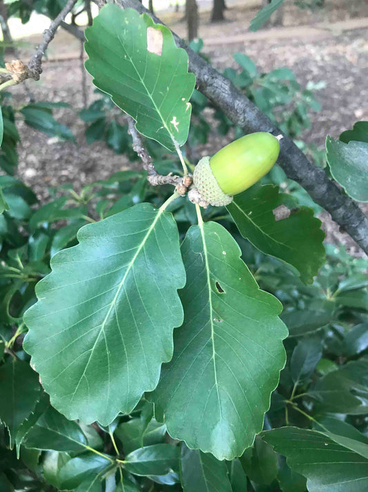 Quercus canariensis - Algerian Oak