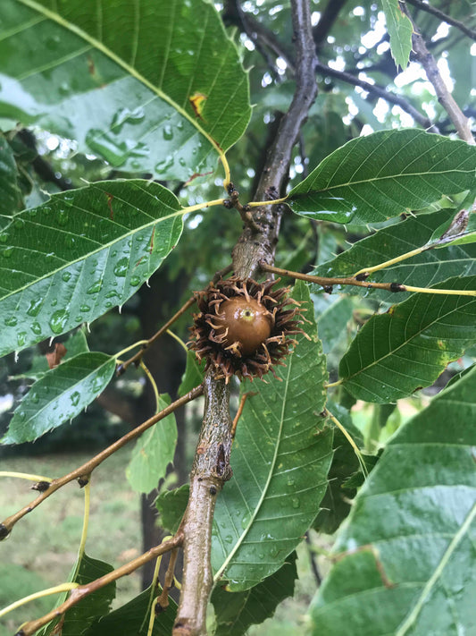 Quercus variabilis - Chinese Cork Oak