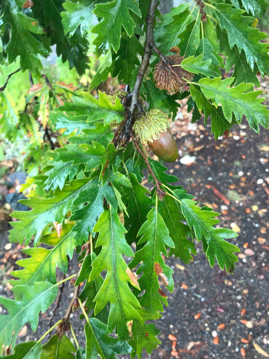 Quercus cerris - Turkey Oak