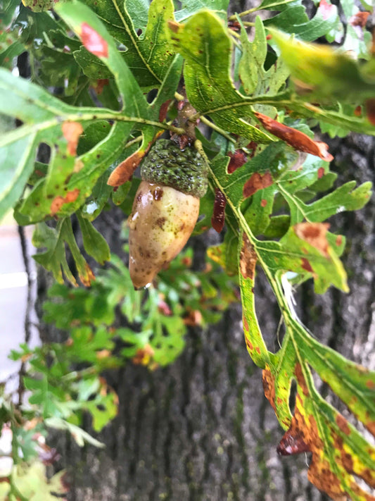 Quercus lobata - Valley Oak