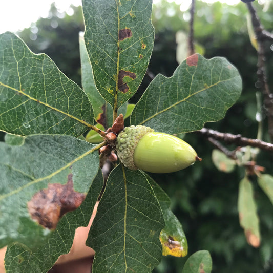 Quercus douglasii - Blue Oak