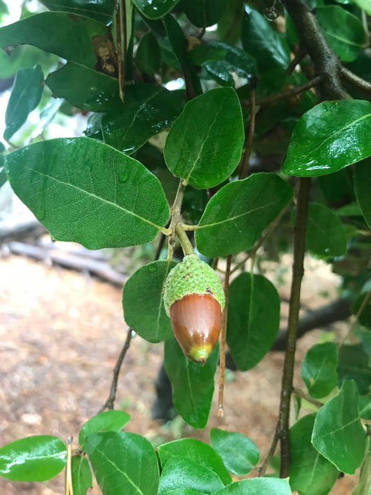 Quercus virginiana - Southern Live Oak