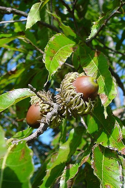 Quercus acutissima - Sawtooth Oak