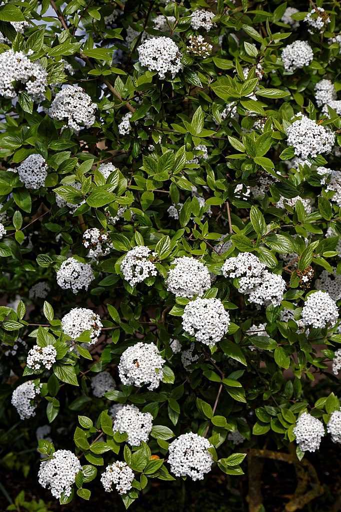 Viburnum × burkwoodii - Burkswood Viburnum